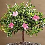 Azalea Bonsai