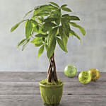 Money Tree
