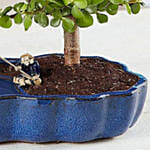 Zen Reflections Bonsai