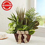 Classic Dish Garden