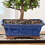 Dwarf Jade Bonsai