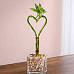 Heart Shaped Bamboo