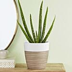 Aloe Vera Plant