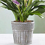 Elegant Calla Lily