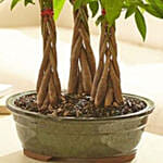 Money Tree Grove