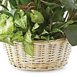 Dish Garden