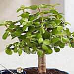 Zen Reflections Bonsai