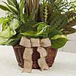 Classic Dish Garden