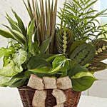 Classic Dish Garden