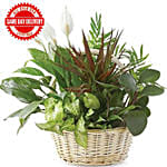 Dish Garden