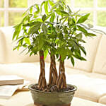 Money Tree Grove
