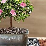 Azalea Bonsai