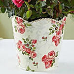 Budding Rose Plant