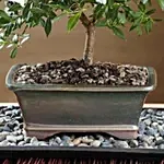 Gardenia Bonsai