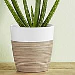 Aloe Vera Plant