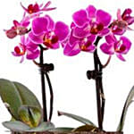 Wood Twig Mini Duo Orchid