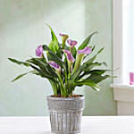 Elegant Calla Lily