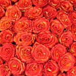 50 Stems Of Bicolor Orange Rose