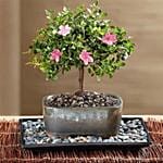 Azalea Bonsai