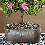 Azalea Bonsai