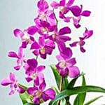 Classic Dendrobium Dish Garden