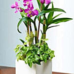 Classic Dendrobium Dish Garden
