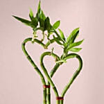 Double Heart Shaped Bamboo