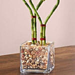 Double Heart Shaped Bamboo