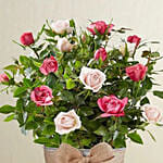 Elegant Bi Color Rose Garden