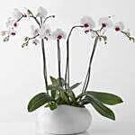 Elegant Orchid Garden