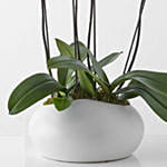 Elegant Orchid Garden