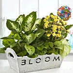 Happy Birthday Dish Garden