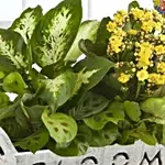 Happy Birthday Dish Garden