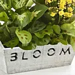 Happy Birthday Dish Garden