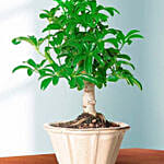 Hawaiian Umbrella Tree