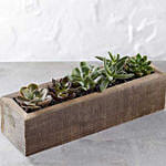 Mini Trough Succulents