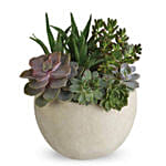 Modern Succulent Garden