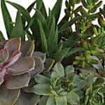 Modern Succulent Garden
