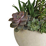 Modern Succulent Garden