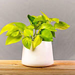 Neon Pothos Plants