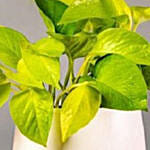 Neon Pothos Plants