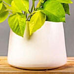 Neon Pothos Plants