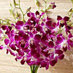 Purple Orchids
