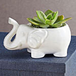 Safari Elephant Succulents