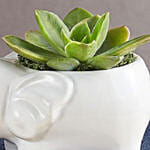 Safari Elephant Succulents