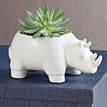 Safari Rhino Succulents