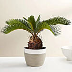 Sago Palm Plant