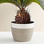 Sago Palm Plant