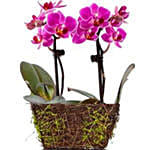 Wood Twig Mini Duo Orchid