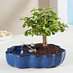 Zen Reflections Bonsai